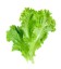 Picture of Lettuce