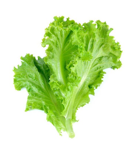 Picture of Lettuce